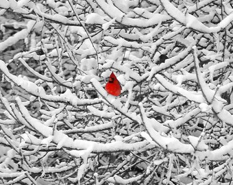 Tarjetas fotográficas de cardenal nevado: Juego de 12 aves invernales
