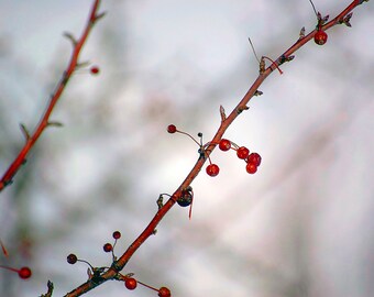 Impresión fotográfica de bayas rojas de invierno: Morton Arboretum Fine Art
