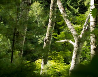 Impresión o lienzo fotográfico del bosque de abedules de Michigan