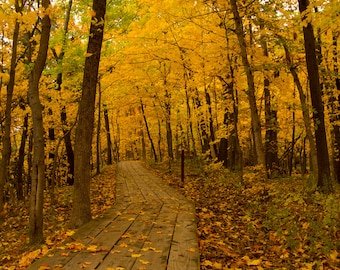 Impresión de pared o lienzo fotográfico de bellas artes con hojas amarillas y colores otoñales
