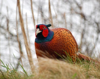 Impresión de pared o lienzo fotográfico de fotografía artística de faisán de cerca