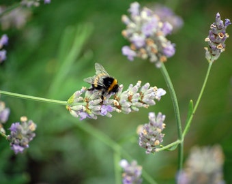 Abeja en flor de lavanda en la naturaleza, fotografía de bellas artes, impresión de pared o lienzo fotográfico