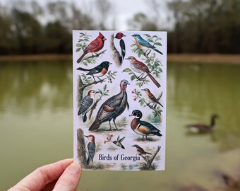 Birds of Georgia No. 1 Vintage Native Species Postcard