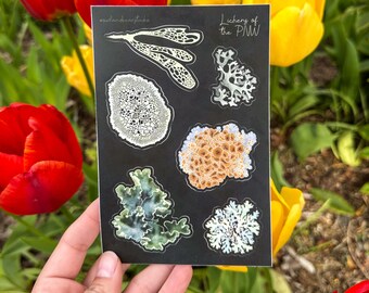Lichens of the PNW Sticker Sheet - Vinyl - FREE SHIPPING