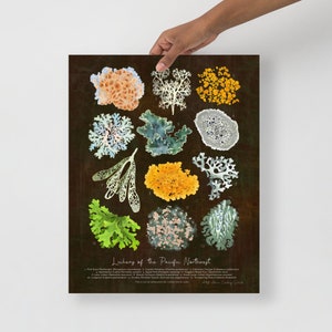 Lichens of the Pacific Northwest - Fine Art Print - ID Field Guide Poster (Multiple Sizes) - FREE SHIPPING
