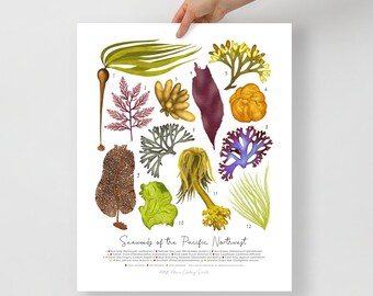 Seaweeds of the Pacific Northwest - Fine Art Print - ID Field Guide Poster (Multiple Sizes) - FREE SHIPPING