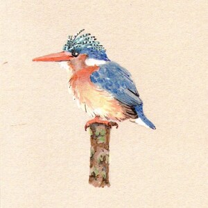 Handgezeichnete Vogel Karte - Eisvogel Karte - Geburtstagskarte - Jeder Anlass Karte - Vogel Illustration - Blanko Karte 4,25 x 5,5