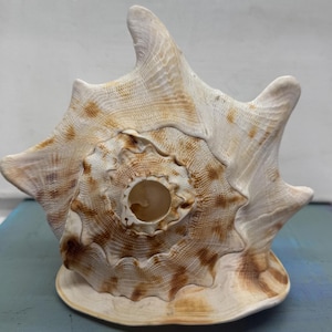 May include: A large, natural seashell with a cream and brown mottled pattern. The shell has a spiral design with a central opening and multiple spiky protrusions. The texture is rough and organic, showcasing the natural beauty of the ocean.