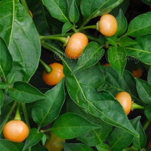 Semillas de Ají Charapita (Pimiento Picante Tropical Raro)