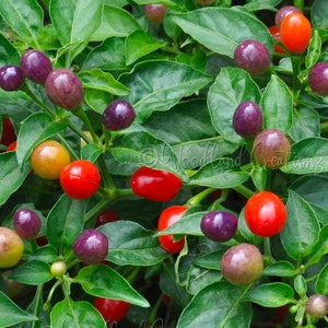 Röd Aji Charapita - Heta pepparkrön - Sällsynt peppar