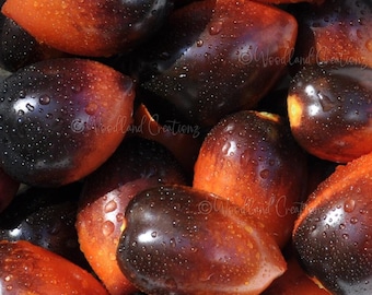 Semillas de tomate Roma de medianoche - Tomate de pasta oscura - Alto contenido de antocianina