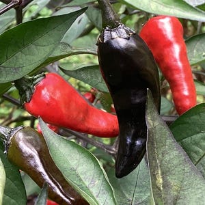May include: Close-up of a pepper plant with green leaves and dark purple stems. Several red and black peppers are visible, with some peppers still green. The peppers are elongated and have a glossy appearance.