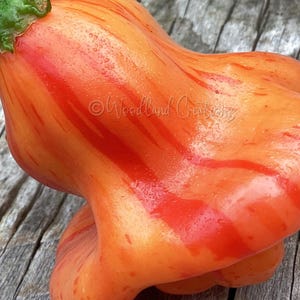 Zebrange Pepper Seeds - Mild Heat Pepper - Rare Capsicum Baccatum