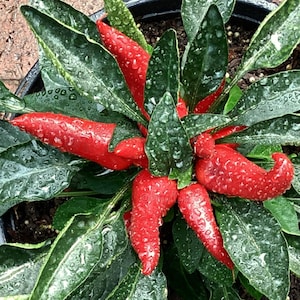 May include: A potted chili pepper plant with vibrant red peppers and dark green leaves. The peppers are clustered in the center, surrounded by lush foliage. The plant is in a black pot, and water droplets are visible on the leaves.