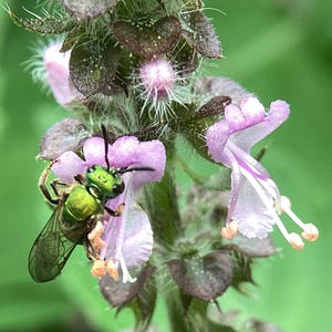 Holy Basil Seeds - Tulsi Temperate - Herbal Tea - Bee Pollinator Plant - Ocimum Africanum