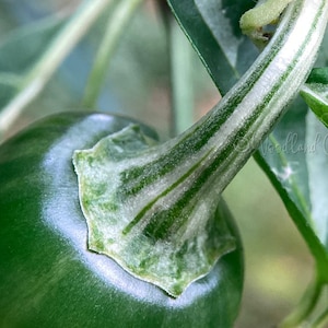 Mattapeno Jalapeno Pepper Seeds - Variegated Leaves