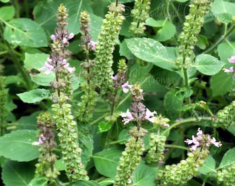 Tulsi Seeds - Holy Basil - Temperate Tulsi - Ocimum africanum - Herbal Tea Plant - Medicinal Plant - Bee Pollinator Plant