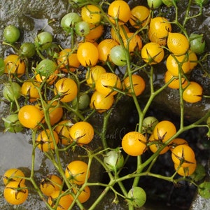 May include: A close-up of a cluster of small, round, yellow and green berries on thin, green stems. The berries are in various stages of ripeness, with some still green and others a vibrant yellow. The background is a textured, wet surface.