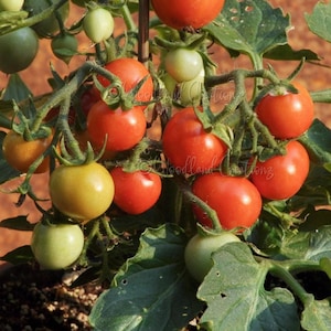 Nina Neutron Tomato - Micro Dwarf Tomato - Micro Dwarf Tomato Seeds - Small Tomato Plant - Aerogarden Tomato