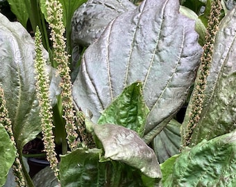 Purple Leaf Plantain Seeds: Medicinal Perennial Plant - Plantago Major Rubrifolia