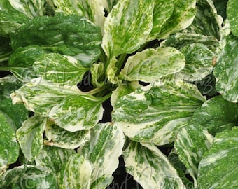 Semillas de plátano variegado - Hojas variegadas - Planta medicinal perenne