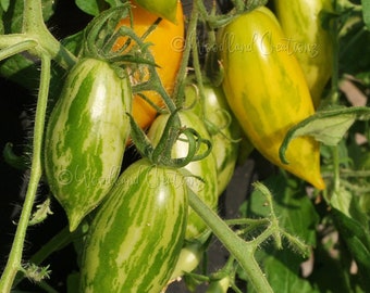 Guinel Yellow Tomato Seeds - Hanging Basket Tomato - Container Tomato -Hanging Tomato