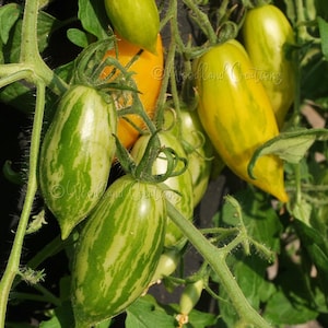 Guinel Yellow Tomato Seeds Hanging Basket Tomato Container Tomato Hanging Tomato image 1
