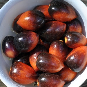 Sementes de Tomate Roma Midnight - Tomate em Pasta - Tomate em Molho - Tomate Ameixa