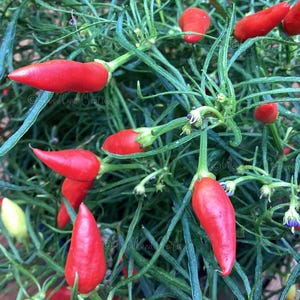 Candlelight Mutant Pepper Seeds - Twisted Wiry Leaves - Miniature Pepper Plant