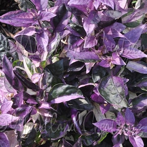 Nasiona papryki Dream Catcher - Mikro papryka karłowata - ozdobna papryka ostra o różnych kolorach