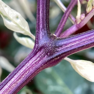 Könnte beinhalten: Nahaufnahme eines leuchtend violetten Pflanzenstiels mit sichtbaren Rippen und Textur. Der Stiel verzweigt sich, mit ein paar hellgrünen und weißen Blättern im Hintergrund. Das Bild hebt die einzigartige Farbe und Struktur der Pflanze hervor.