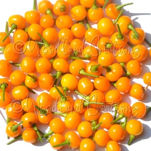 Aji Charapita-peperzaden - Chilipeperzaden - Hete peperzaden - Zeldzame peperzaden - Capsicum chinense