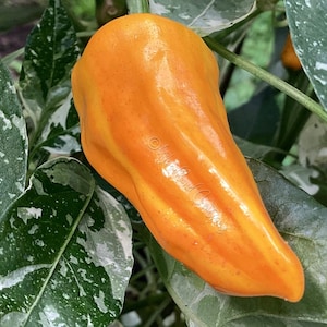 Puede incluir: Primer plano de un pimiento naranja maduro con una superficie lisa y brillante. El pimiento es alargado y afilado, con una ligera curva. Está rodeado de hojas verdes con motas blancas y tallos verdes. El pimiento es el punto focal de la imagen.