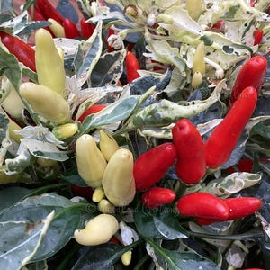 May include: Close-up of a chili pepper plant with red and yellow peppers. The peppers are in various stages of ripeness. The plant has green and white variegated leaves. The image is well-lit and shows the details of the peppers and leaves.