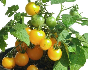 Ghevici Micro Tomato - Micro Dwarf Tomato Seeds - Sweet Yellow Cherry Tomatoes