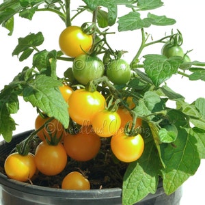 Ghevici Tomato Seeds - Micro Dwarf Variety - Sweet Yellow Cherry