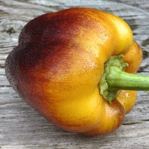 Purple Smudge Gold - Sweet Pepper Seeds - Rare Variety