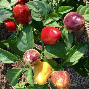 Puede incluir: Primer plano de una planta de pimientos con pimientos coloridos. Los pimientos varían en color desde el rojo brillante hasta el amarillo y el morado, algunos muestran una mezcla de colores. La planta tiene hojas verdes y está en un jardín.