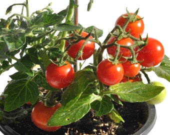 Micro Tina Tomato - Micro Dwarf Tomato Seeds - Small Tomato Plant - Aerogarden Tomato