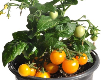 Micro Gemma Tomato - Micro Dwarf Tomato Seeds - Small Tomato Plant - Aerogarden Tomato