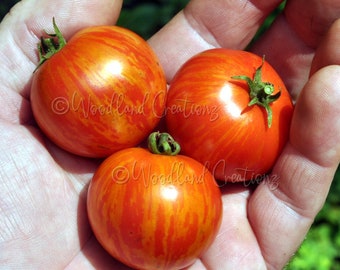 Små tigertomatfrön: Mikrodvärg, söt röd rand