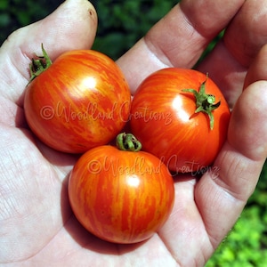 Tiny Tiger Tomato - Micro Dwarf Tomato Seeds - Sweet Red Tomatoes - Stripe Tomato