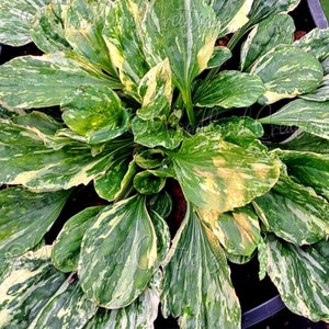 Variegated Plantain - Variegated Leaves - Plantain Seeds - Perennial Seeds - Medicinal Plant