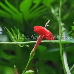 Red Cardinal Climber Seeds - 40+ Seeds - Hummingbird Vine - Red Flower Vine - Cardinal Climber Vine