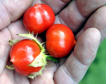 Litchi Heart Tomato - Sweet Heart - Litchitomato - Solanum Sisymbriifolium - Sticky Nightshade - Morelle De Balbis