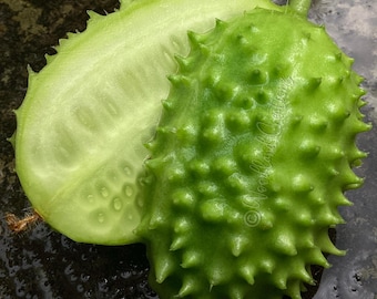 West India Burr Gherkin Seeds (30+) - Wild Cucumber - Rare Edible Fruit - Cucumis anguria