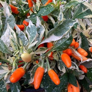 Op de afbeelding: Close-up van een chilipeperplant met feloranje pepers. De plant heeft groen en wit gevlekte bladeren. De pepers zijn klein en langwerpig. De plant staat in een pot.
