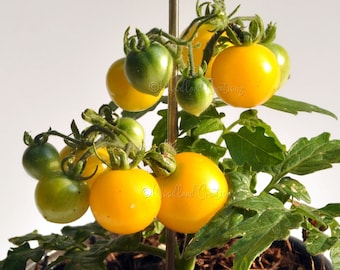 Monetka Micro Tomato - Micro Dwarf Tomato Seeds - Yellow Cherry Tomatoes