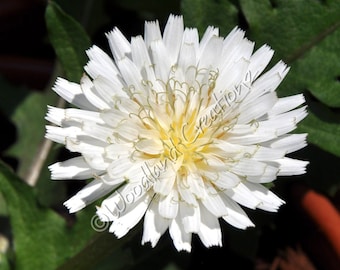 White Dandelion Seeds - White Flowers - Dandelion Seeds - Taraxacum albidum