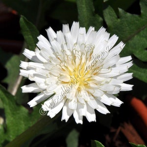 White Dandelion Seeds (30+) - White Flowers - Taraxacum albidum